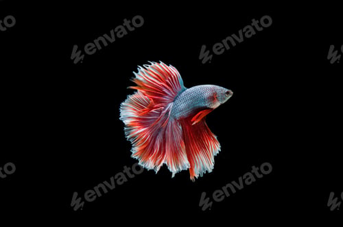 Preview: Beautiful colorful of siamese betta fish