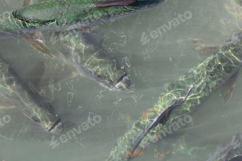 Preview: A group of tarpon are waiting for the fishermen to throw away the fish guts in the water