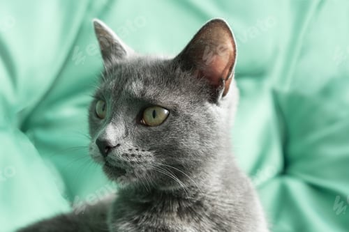 Preview: Grey domestic cat on green background