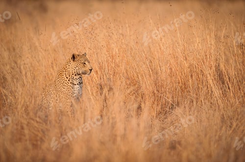 Preview: A leopard cub, Panthera pardus, sits and looks away, sitting in long dry yellow-brown grass