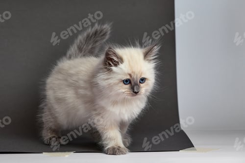 Preview: Sleepy british kitten over black background. Sweety british kitten.