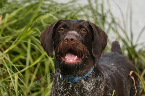 Preview: Hunting dog of Nmetsk blood, drathaar in nature in its natural habitat.