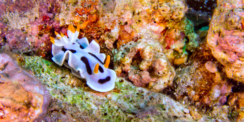Preview: Sea Slug, Diana's Chromodoris, Bunaken National Marine Park, Indonesia