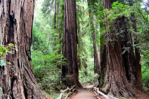 Preview: A path through the giant redwoods of California in Muir Woods