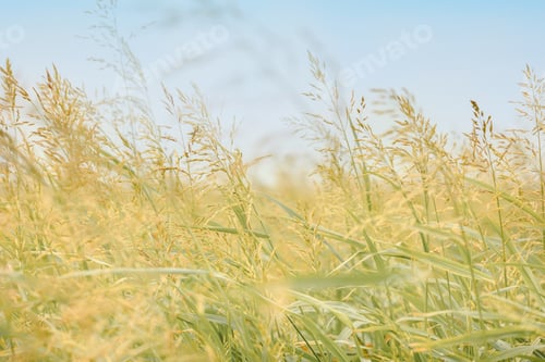 Preview: Golden yellow green spikelets of ripe oat in field