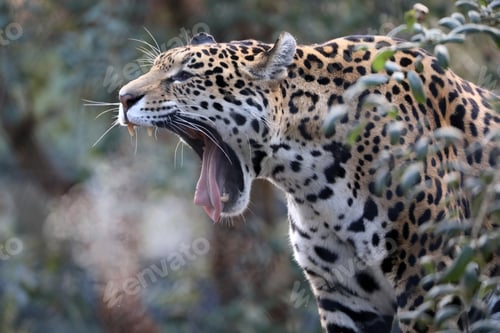 Preview: Jaguar