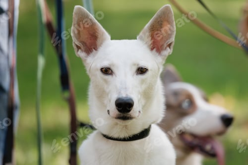 Preview: white dog in park on walk with its owner. walking and training of pets during daytime.