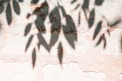 Preview: abstract of shadow tree on cement wall for background used. vintage tone