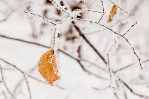 Preview: Winter leaves covered with snow and hoarfrost