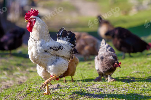 Preview: Close-up of big beautiful white well fed rooster proudly guarding flock of hens feeding in green