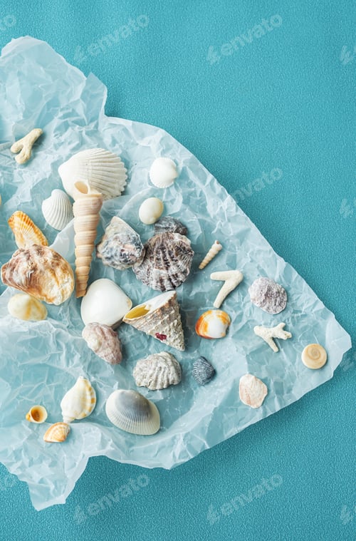 Preview: Variety seashells. Collecting sea shells.