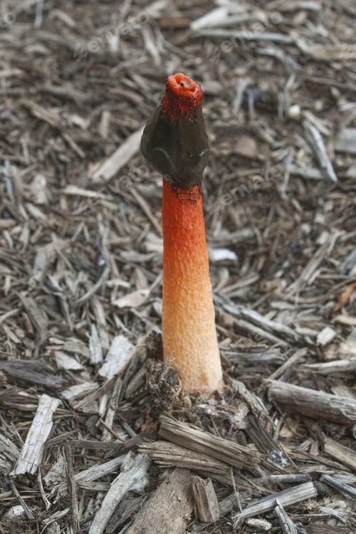Preview: Mutinus Ravenelii Fungus (Mutinus Ravenelii)