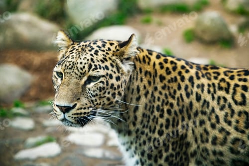 Preview: Portrait of a predatory spotted animal Leopard