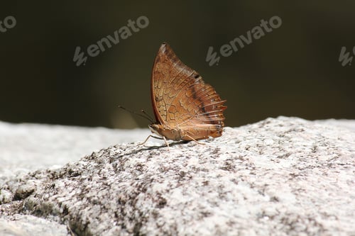 Preview: Common Cruiser in nature is spreading wings