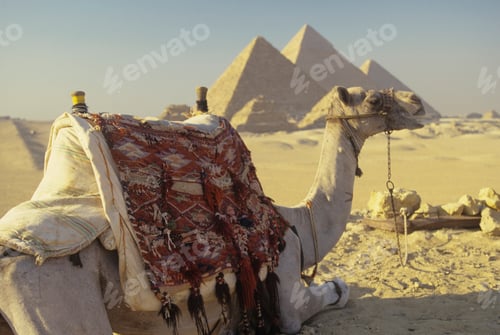 Preview: Camel and the Giza Pyramids