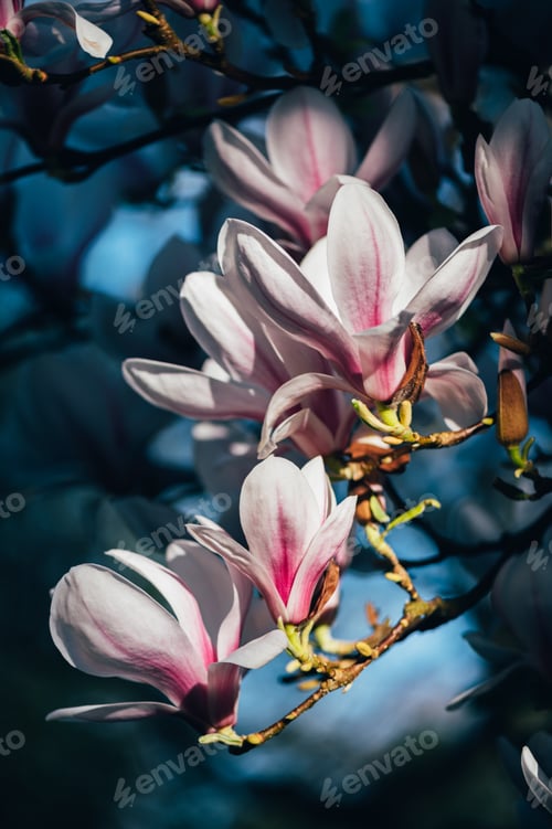 Preview: Pink Magnolia Tree with Blooming Flowers during Springtime