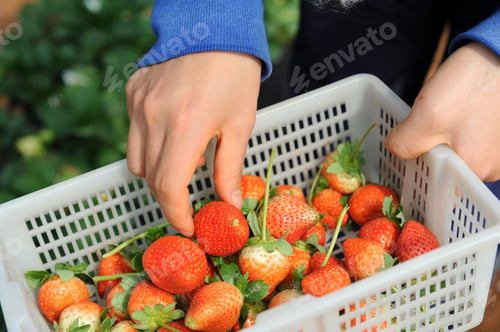 Preview: Strawberries In White Plastic Punnet