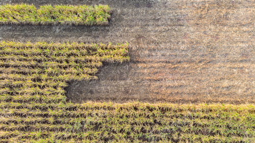 Preview: Aerial view of a sugarcane field