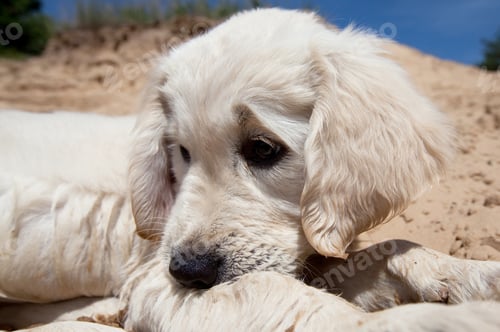 Preview: Retriever