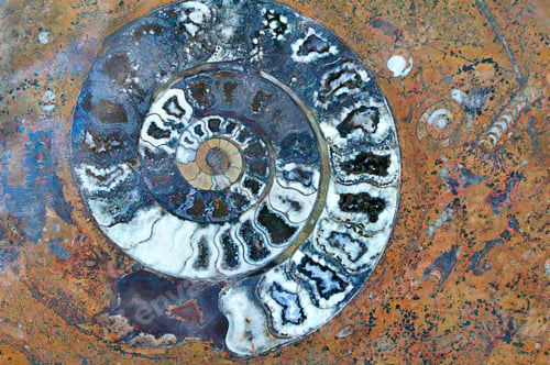 Preview: Fossil spiral shell and ancient petrified organisms in granite
