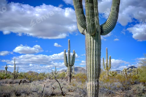 Arizona Desert Landscape with Saguaro Cactus Under Blue Sky