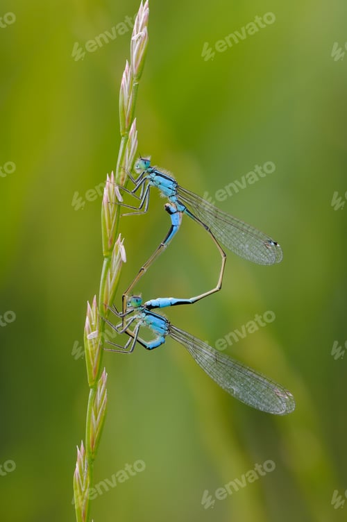 Preview: Close up of dragonfly, Blue tailed damselfly