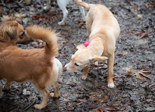 Preview: Two domestic dogs smelling each other in the park