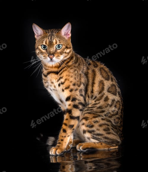 Preview: bengal cat in studio