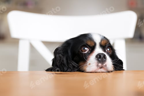 Preview: Dog begging