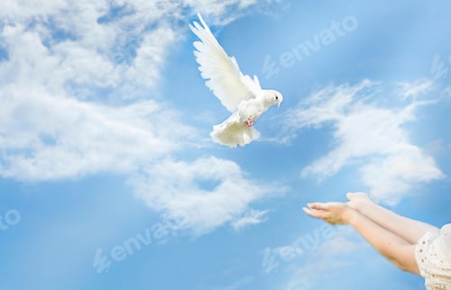 Preview: A white dove arrives, flies into the arms of a girl in the blue sky. there are light clouds