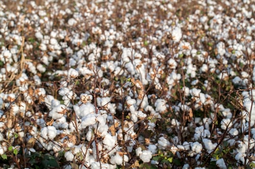 Preview: Cotton fields ready for harvesting, agriculture photo.