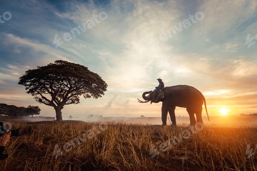 Preview: Elephant at sunrise in Thailand