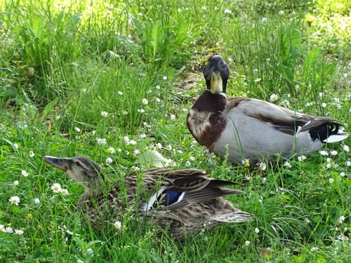 Preview: ducks resting in the grass near a stream of water by trees