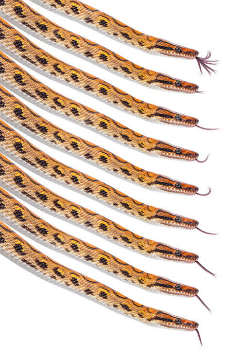 Preview: Many Rainbow boa, snake with tongue outEasy to make a GIF, isola