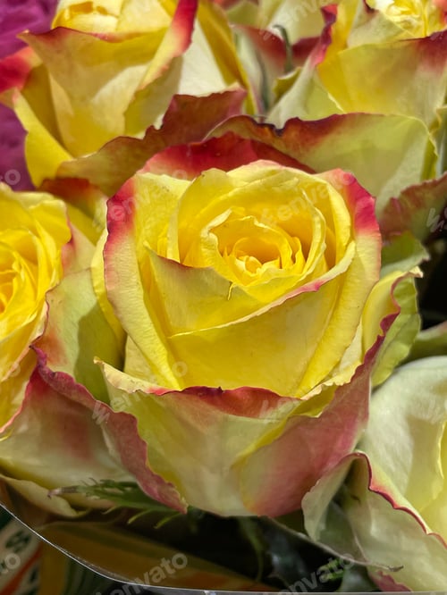 Preview: Roses