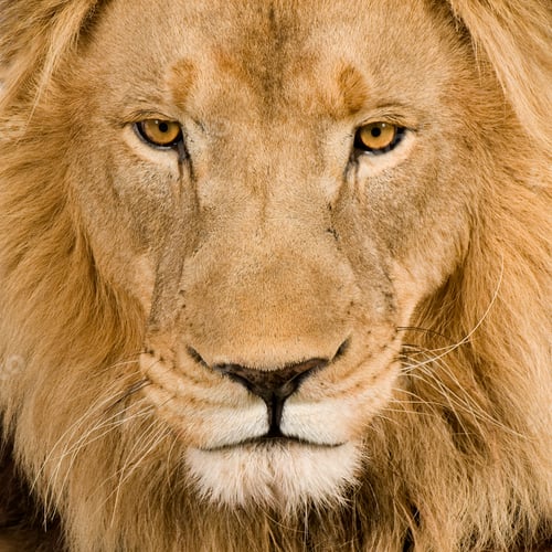 Preview: Close-up on a Lion's head (4 and a half years) - Panthera leo