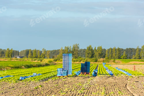 Preview: Cultivated field: fresh green salad harvesting