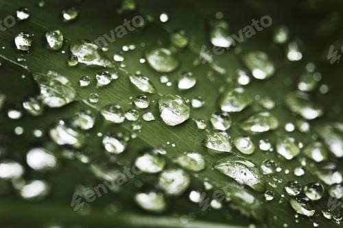Preview: Close up of water droplets on leaf