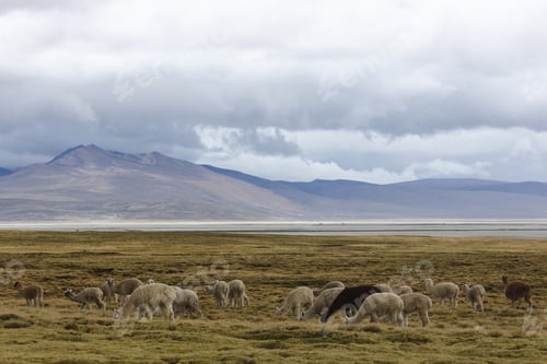 Preview: A heard of wild alpacas near Lake Salinas in Peru
