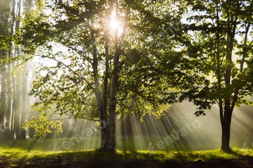 Sun Rays Through Trees in a Green Forest