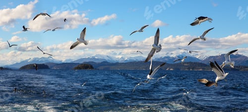 Preview: Seagulls over Lake Nahuel Huapi
