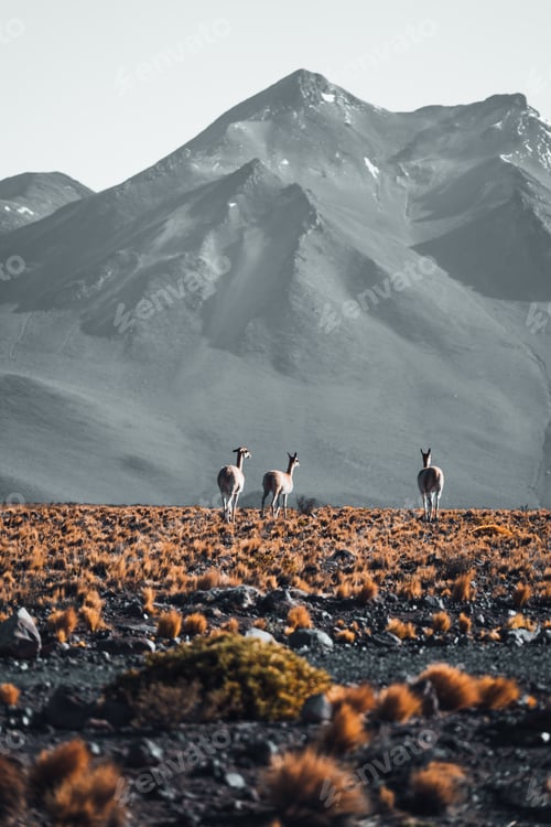 Preview: Vicuna animal llama in front of Volcanic mountains in San Pedro de Atacama Chile