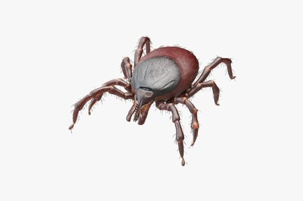 Preview: Engorged Black-legged Tick (Ixodes ricinus)