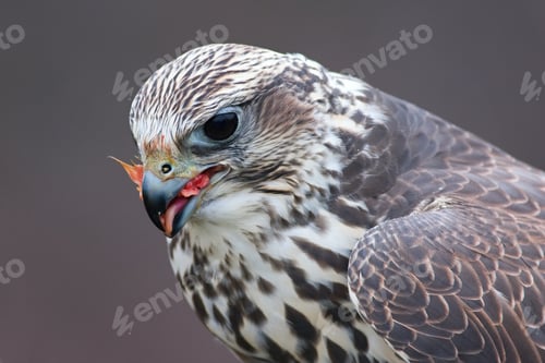 Preview: Closeup of a hawk eating its prey in the daylight with a blurry background