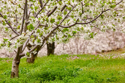 Preview: Cherry blossom in Jerte Valley, Caceres. Spring in Spain. Season