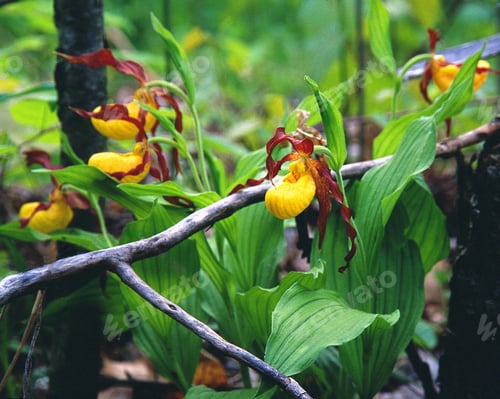 Preview: View of beautiful Yellow Lady Slippers Orchid in a garden