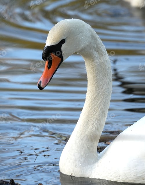 Preview: vertical shot of a majestic white swan with an eye-catching orange beak