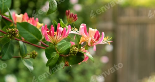 Preview: Beautiful flowers in my garden. A series of beautiful garden photos.