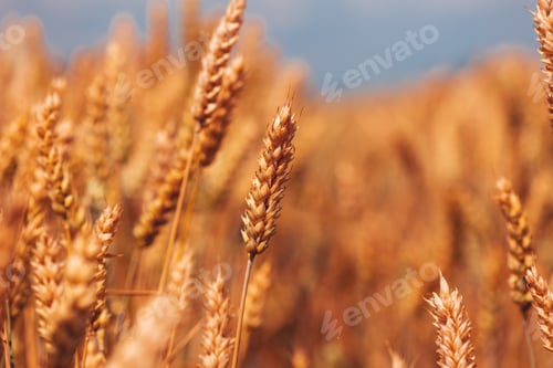 Preview: Ripe ear of wheat crop in cultivated agricultural field ready for harvest