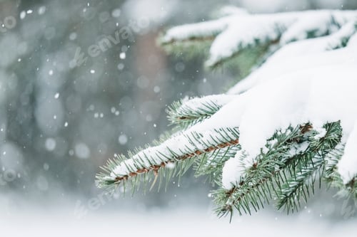 Preview: Pine tree branches covered with snow.